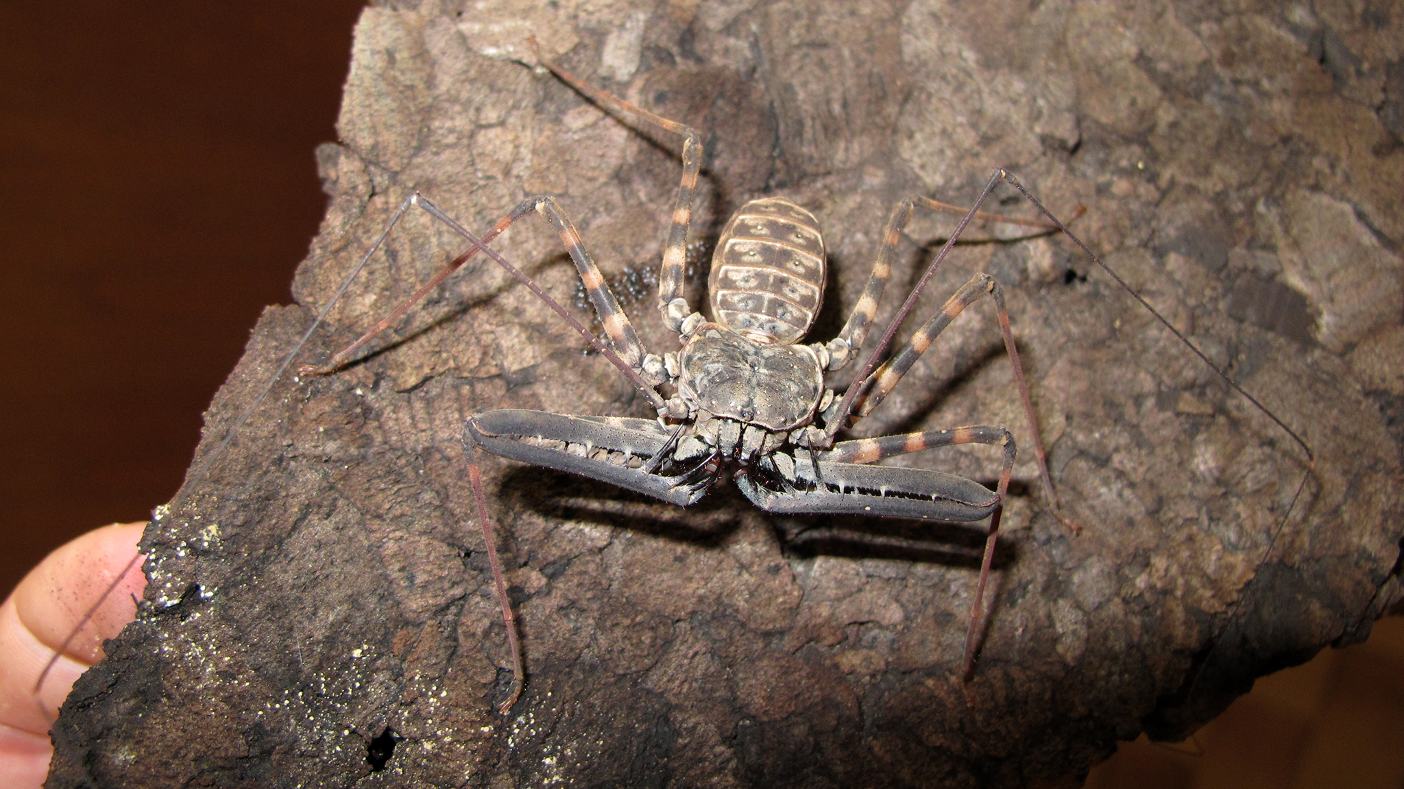 Charon species – Amblypygi – whip spiders
